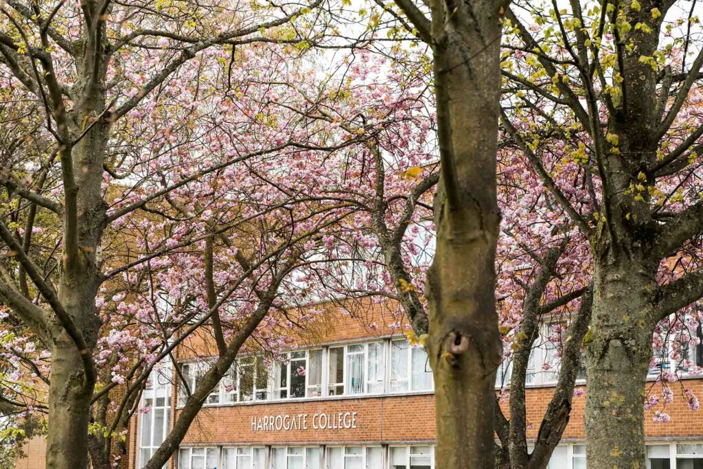 Cherry Blossom Trees blooming in front of Harrogate College Campus