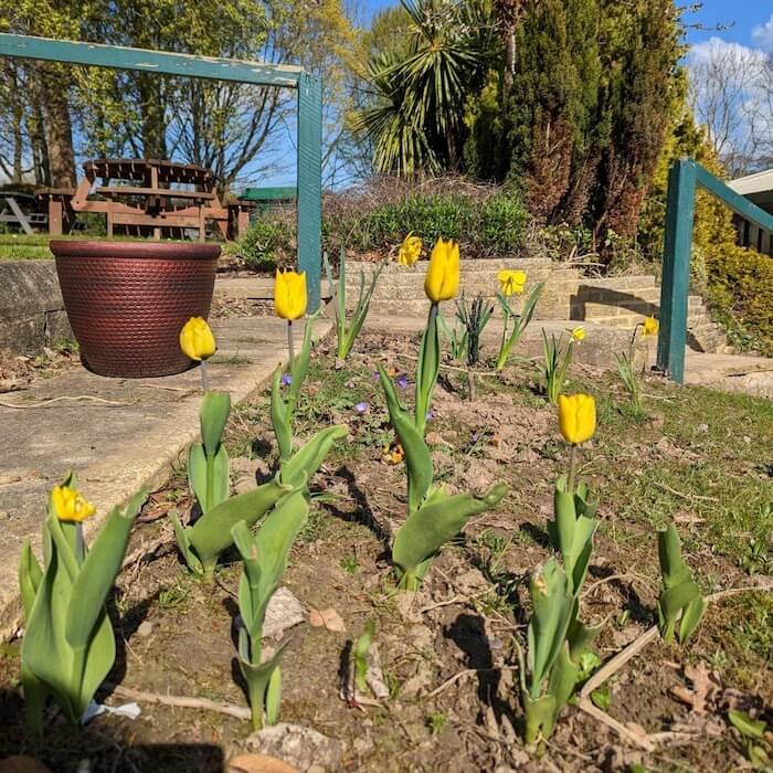 http://Yellow%20tulips%20growing%20in%20the%20sunshine%20in%20the%20Garden%20of%20Sanctuary%20at%20Harrogate%20College
