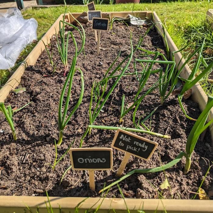 Onions and tomato plants growing in the sunshine in the Garden of Sanctuary at Harrogate College