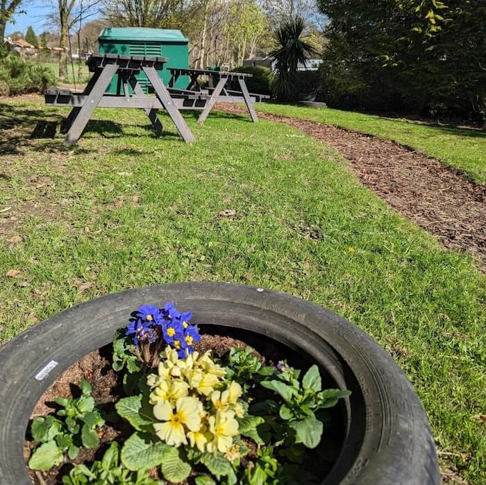 Flower growing on a sunny day in a car tyre that have been planted for the Garden of Sanctuary at Harrogate College. Also a path is shown next to the plants, and picnic benches
