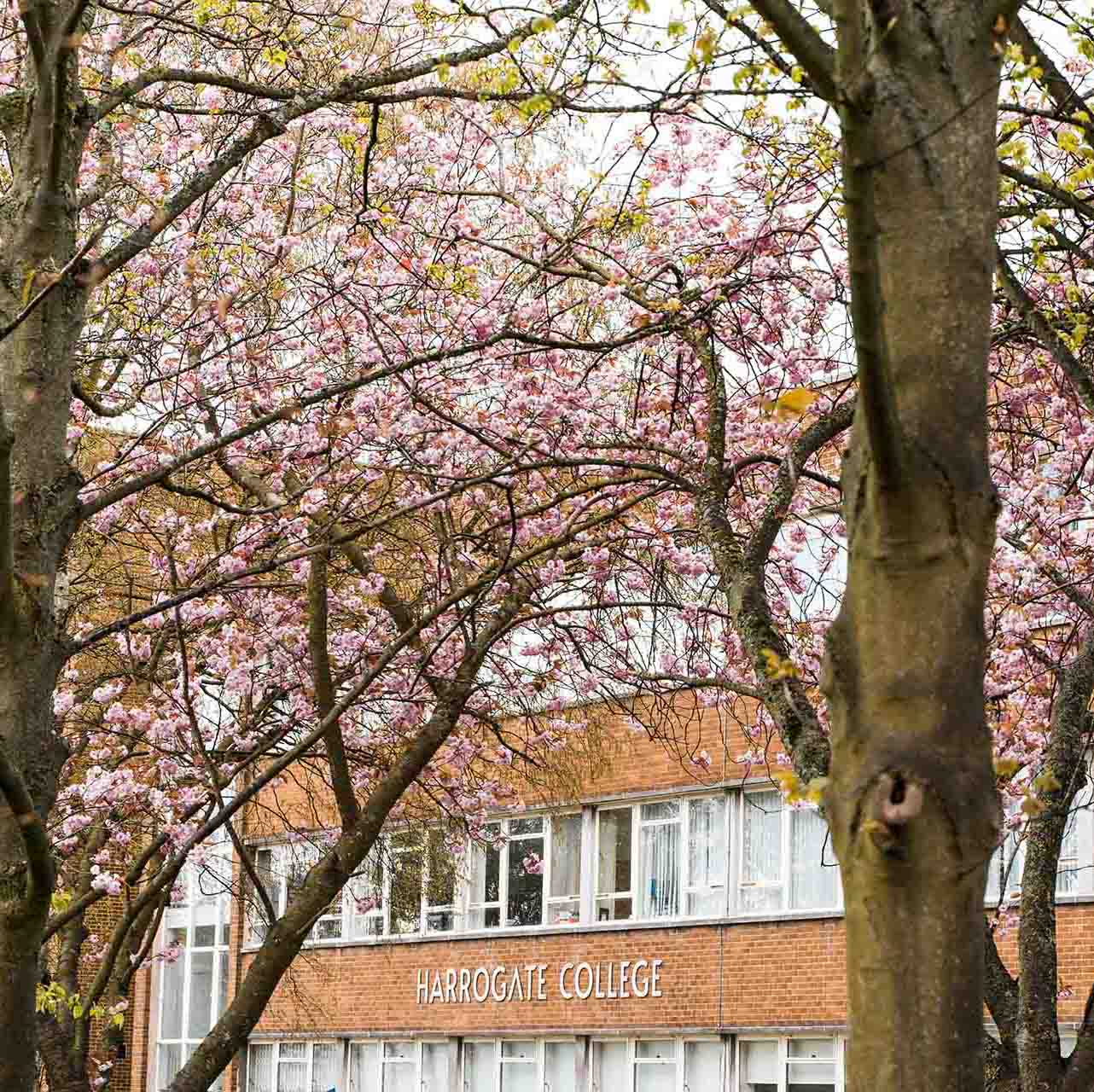 http://Cherry%20Blossom%20Trees%20blooming%20in%20front%20of%20Harrogate%20College%20Campus