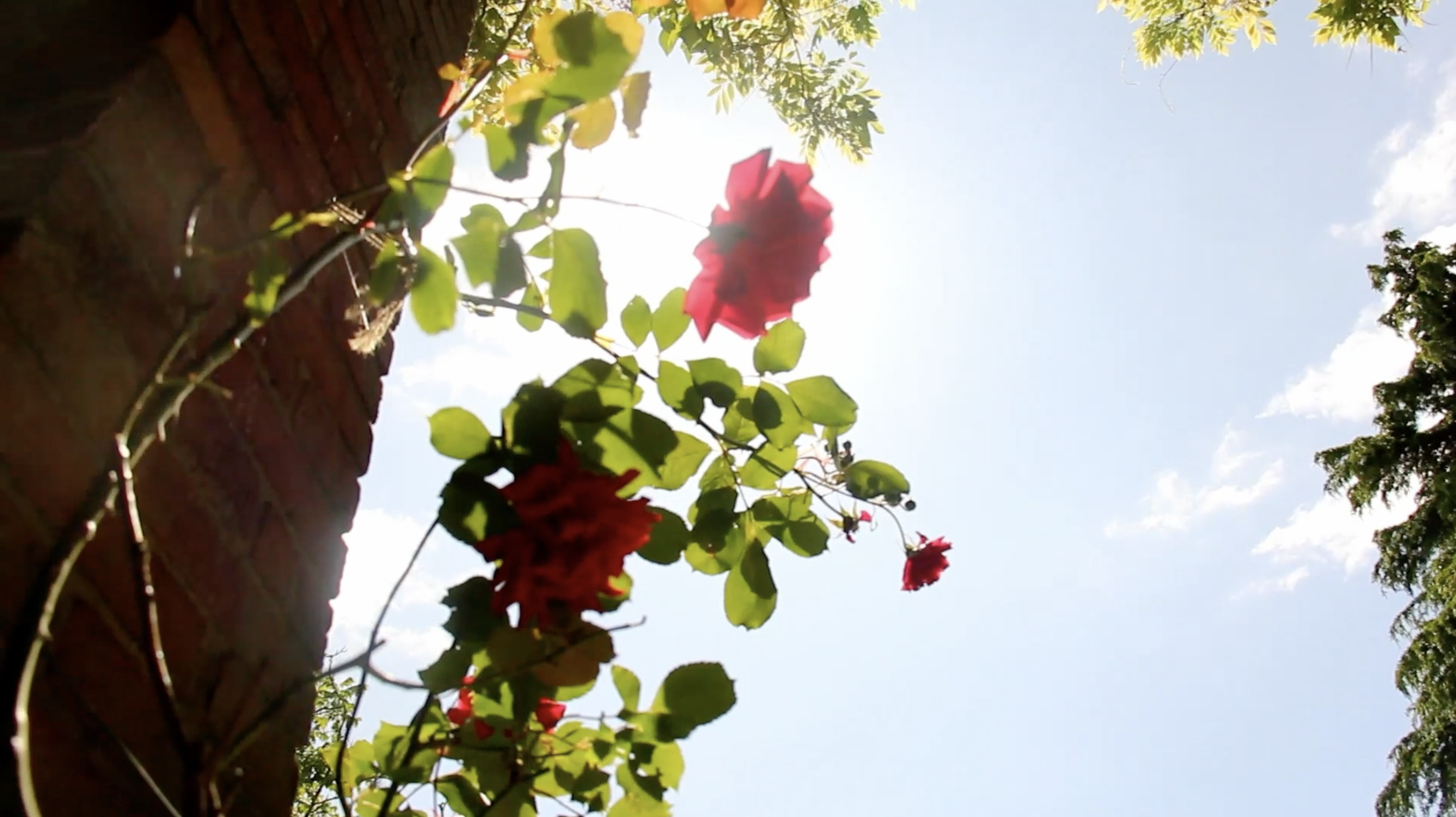 A still of a film shown at the Mercer Art Gallery. The still depicts a close-up shot of red flowers in a garden.