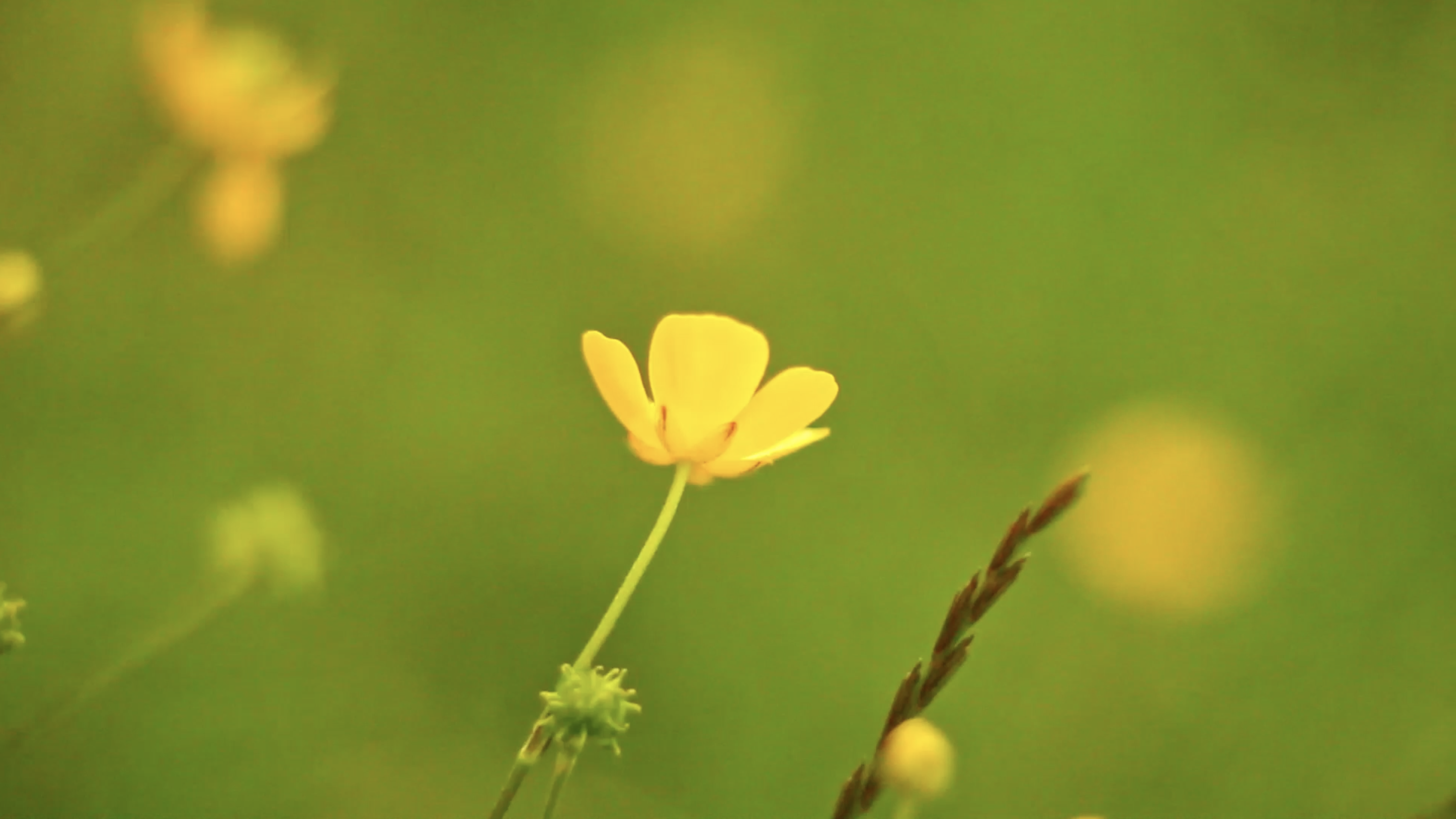 Another still of a film shown at the Mercer Art Gallery, this time featuring a close-up shot of yellow flowers