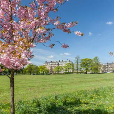 The Stray in Harrogate on a sunny day framed by cherry blossom trees