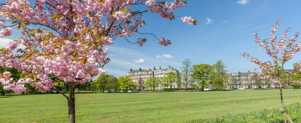 The Stray in Harrogate on a sunny day framed by cherry blossom trees